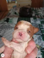 Purple collar , a male Cavalier King Charles Spaniel for sale in Greenfield, MO – Photo 1 of 10