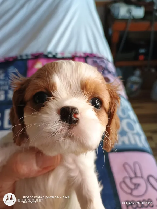 Purple collar  – Cavalier King Charles Spaniel puppy for sale in Greenfield, MO
