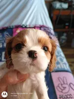 Purple collar , a male Cavalier King Charles Spaniel for sale in Greenfield, MO – Photo 1 of 10