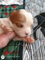 Purple collar , a male Cavalier King Charles Spaniel for sale in Greenfield, MO – Photo 6 of 10