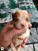 Purple collar , a male Cavalier King Charles Spaniel for sale in Greenfield, MO – Photo 7 of 10