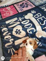 Purple collar , a male Cavalier King Charles Spaniel for sale in Greenfield, MO – Photo 8 of 10