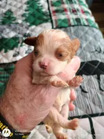 Purple collar , a male Cavalier King Charles Spaniel for sale in Greenfield, MO – Photo 4 of 10