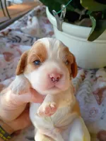 Blue collar, a male Cavalier King Charles Spaniel for sale in Greenfield, MO – 3 of 10