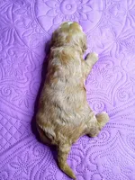 Red collar , a male Cavapoo for sale in Greenfield, MO – 2 of 8