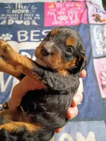 Blue collar, a male Cavapoo for sale in Greenfield, MO – 7 of 10