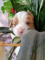 Blue collar, a male Cavalier King Charles Spaniel for sale in Greenfield, MO – 9 of 10