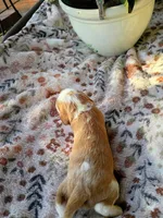 Orange collar, a male Cavalier King Charles Spaniel for sale in Greenfield, MO – 6 of 10