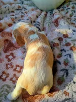 Blue collar, a male Cavalier King Charles Spaniel for sale in Greenfield, MO – 7 of 10