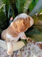 Orange collar, a male Cavalier King Charles Spaniel for sale in Greenfield, MO – 7 of 10