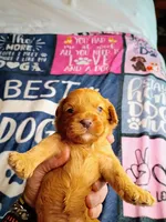 Orange collar, a female Cavapoo for sale in Greenfield, MO – 5 of 10