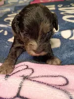 Red collar, a female Cavapoo for sale in Greenfield, MO – 2 of 10