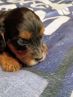Blue collar, a male Cavapoo for sale in Greenfield, MO – 10 of 10
