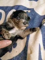 Red collar, a female Cavapoo for sale in Greenfield, MO – 3 of 10