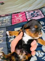 Black and tan, a male Cavalier King Charles Spaniel for sale in Greenfield, MO – 3 of 10