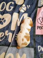 Blenheim female , a female Cavalier King Charles Spaniel for sale in Greenfield, MO – 10 of 10
