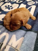 Orange collar, a female Cavapoo for sale in Greenfield, MO – 1 of 10