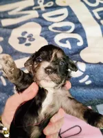 Red collar, a female Cavapoo for sale in Greenfield, MO – 7 of 10