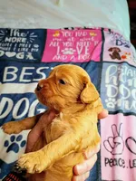 Orange collar, a female Cavapoo for sale in Greenfield, MO – 6 of 10