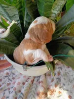Orange collar, a male Cavalier King Charles Spaniel for sale in Greenfield, MO – 10 of 10