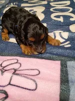 Blue collar, a male Cavapoo for sale in Greenfield, MO – 2 of 10