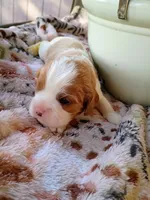 Blue collar, a male Cavalier King Charles Spaniel for sale in Greenfield, MO – 2 of 10