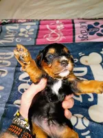 Blue collar, a male Cavapoo for sale in Greenfield, MO – 9 of 10