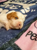 Blenheim female , a female Cavalier King Charles Spaniel for sale in Greenfield, MO – 9 of 10
