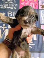 Red collar, a female Cavapoo for sale in Greenfield, MO – 4 of 10