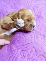 Red collar , a male Cavapoo for sale in Greenfield, MO – 7 of 8