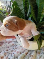 Orange collar, a male Cavalier King Charles Spaniel for sale in Greenfield, MO – 5 of 10