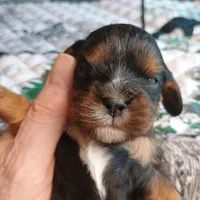 Black and tan, a male Cavalier King Charles Spaniel for sale in Greenfield, MO – Photo 4 of 10