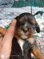 Black and tan, a male Cavalier King Charles Spaniel for sale in Greenfield, MO – Photo 4 of 10