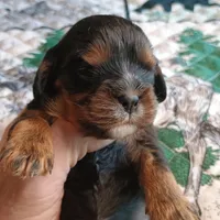 Black and tan, a male Cavalier King Charles Spaniel for sale in Greenfield, MO – Photo 6 of 10