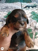 Black and tan, a male Cavalier King Charles Spaniel for sale in Greenfield, MO – Photo 6 of 10