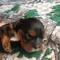 Black and tan, a male Cavalier King Charles Spaniel for sale in Greenfield, MO – Photo 8 of 10