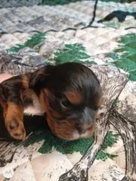 Black and tan, a male Cavalier King Charles Spaniel for sale in Greenfield, MO – Photo 8 of 10