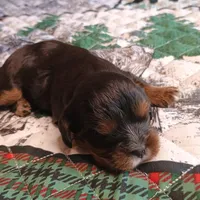 Black and tan, a male Cavalier King Charles Spaniel for sale in Greenfield, MO – Photo 9 of 10