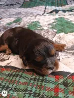Black and tan, a male Cavalier King Charles Spaniel for sale in Greenfield, MO – Photo 9 of 10