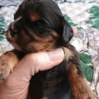 Black and tan, a male Cavalier King Charles Spaniel for sale in Greenfield, MO – Photo 2 of 10