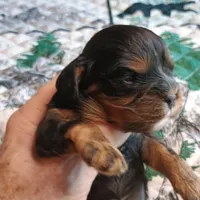 Black and tan, a male Cavalier King Charles Spaniel for sale in Greenfield, MO – Photo 1 of 10