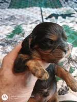 Black and tan, a male Cavalier King Charles Spaniel for sale in Greenfield, MO – Photo 1 of 10