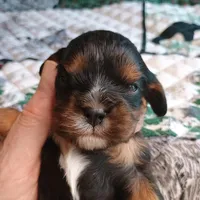 Black and tan, a male Cavalier King Charles Spaniel for sale in Greenfield, MO – Photo 5 of 10