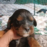 Black and tan, a male Cavalier King Charles Spaniel for sale in Greenfield, MO – Photo 3 of 10