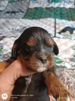 Black and tan, a male Cavalier King Charles Spaniel for sale in Greenfield, MO – Photo 3 of 10