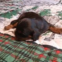 Black and tan, a male Cavalier King Charles Spaniel for sale in Greenfield, MO – Photo 10 of 10