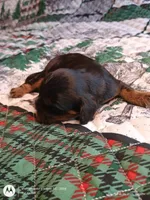 Black and tan, a male Cavalier King Charles Spaniel for sale in Greenfield, MO – Photo 10 of 10