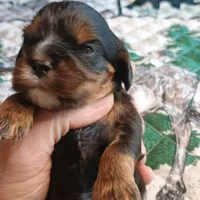Black and tan, a male Cavalier King Charles Spaniel for sale in Greenfield, MO – Photo 7 of 10