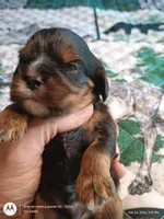 Black and tan, a male Cavalier King Charles Spaniel for sale in Greenfield, MO – Photo 7 of 10