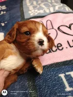 Orange collar , a male Cavalier King Charles Spaniel for sale in Greenfield, MO – Photo 7 of 10